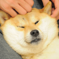 Cute picture of a shiba inu